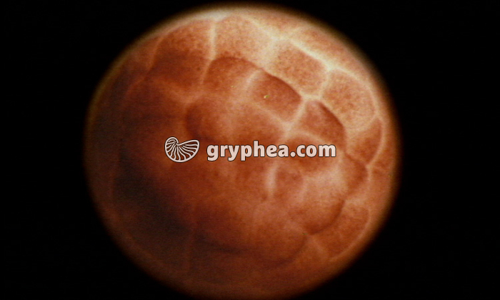 Le développement embryonnaire d’un amphibien - la Grenouille - extrait - gryphea.com